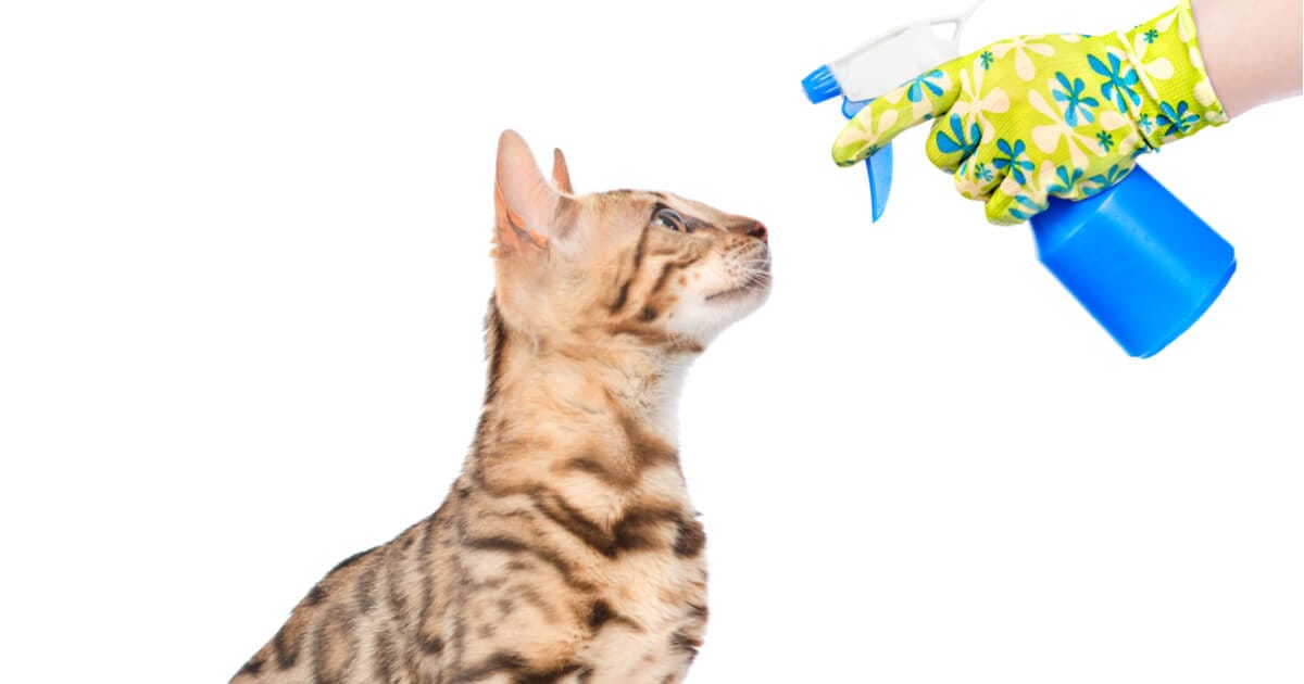Es bueno castigar a tu gato con un rociador de agua?