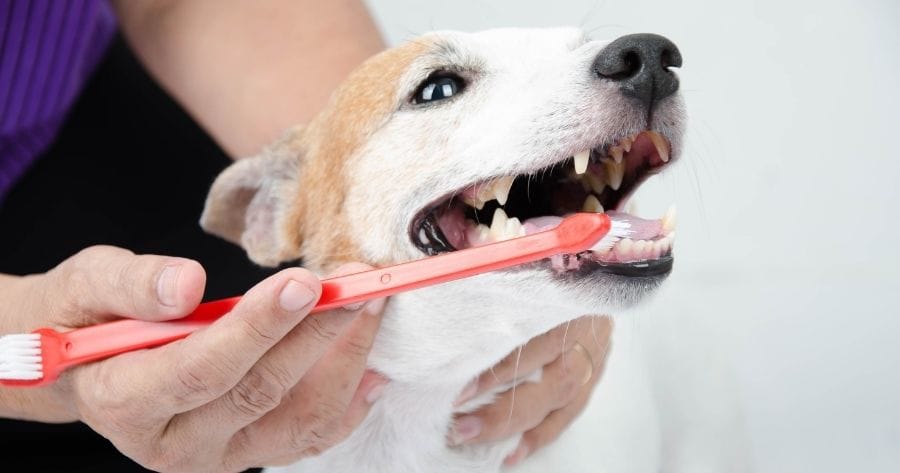 lavado dientes perro