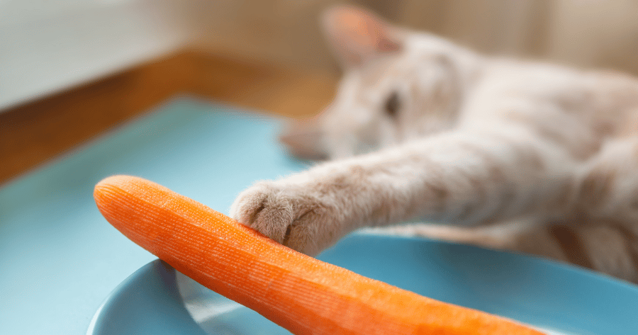gato alcanza zanahorias