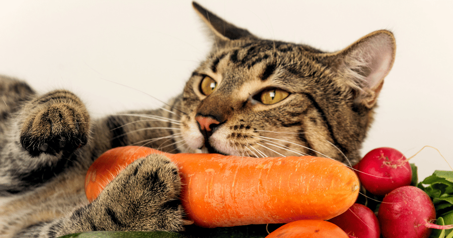 gato puede comer zanahoria