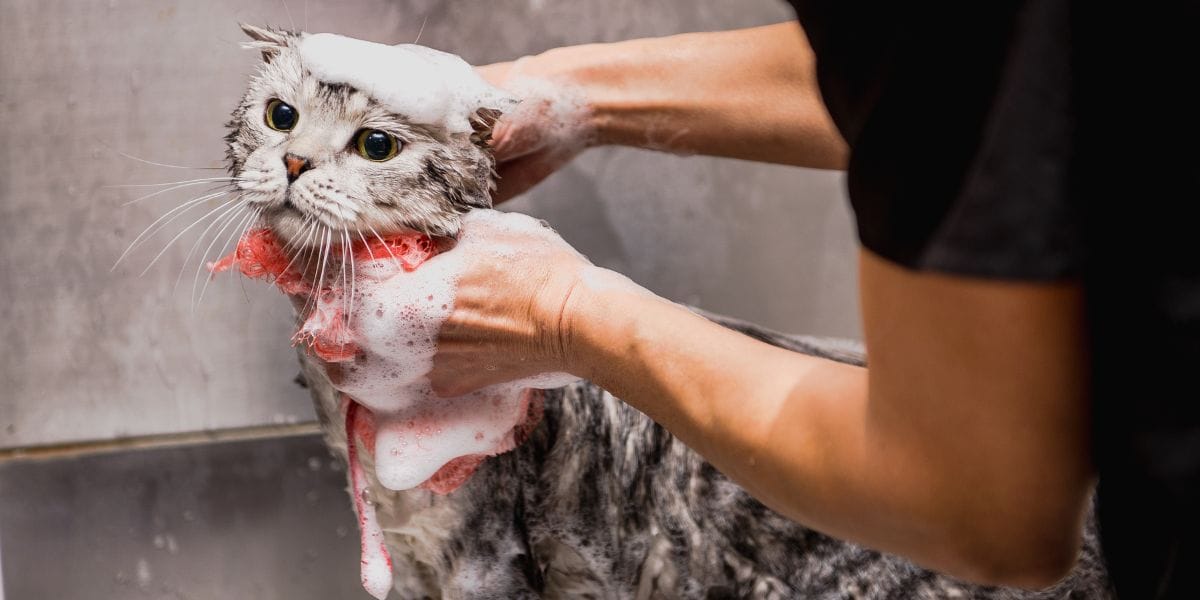 Con qué jabón bañar a mi gato