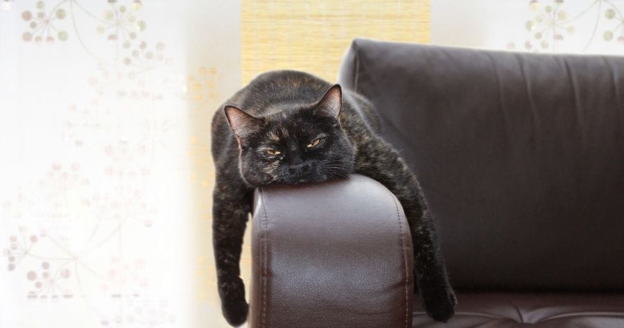 gato aburrido sillon