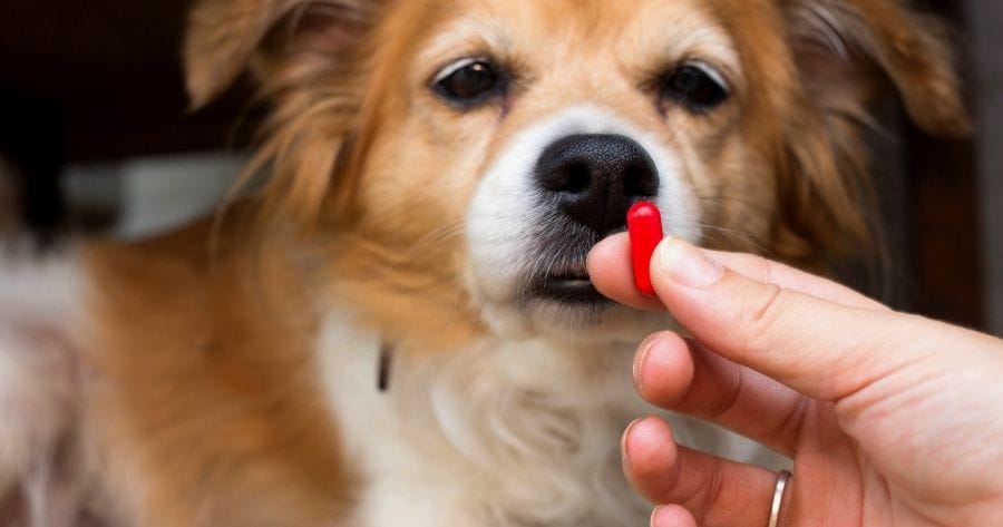 perro toma capsula medicina