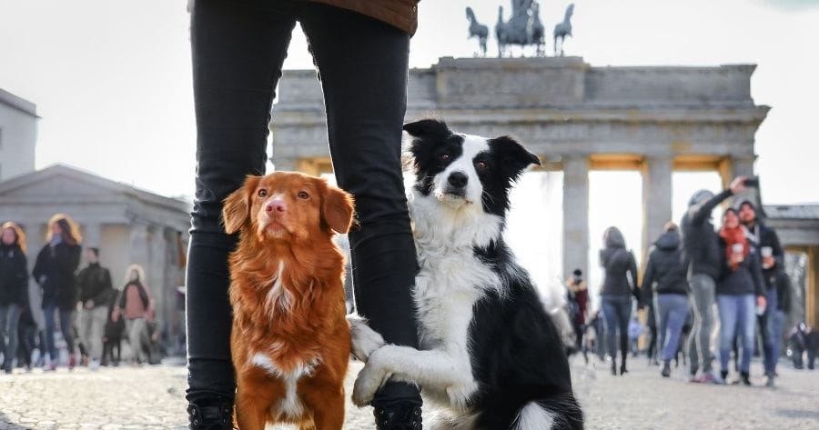 perros berlin brandemburgo