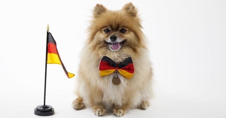 perro pomerania con bandera de alemania 