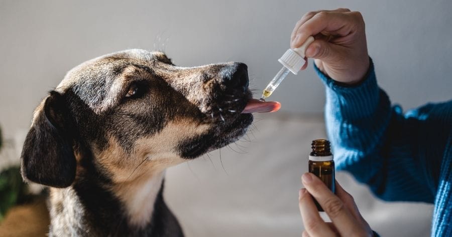 dando medicamento a un perro