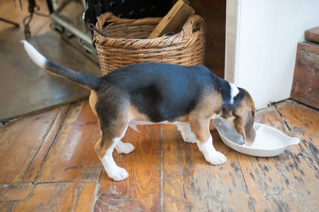 perro beagle comiendo
