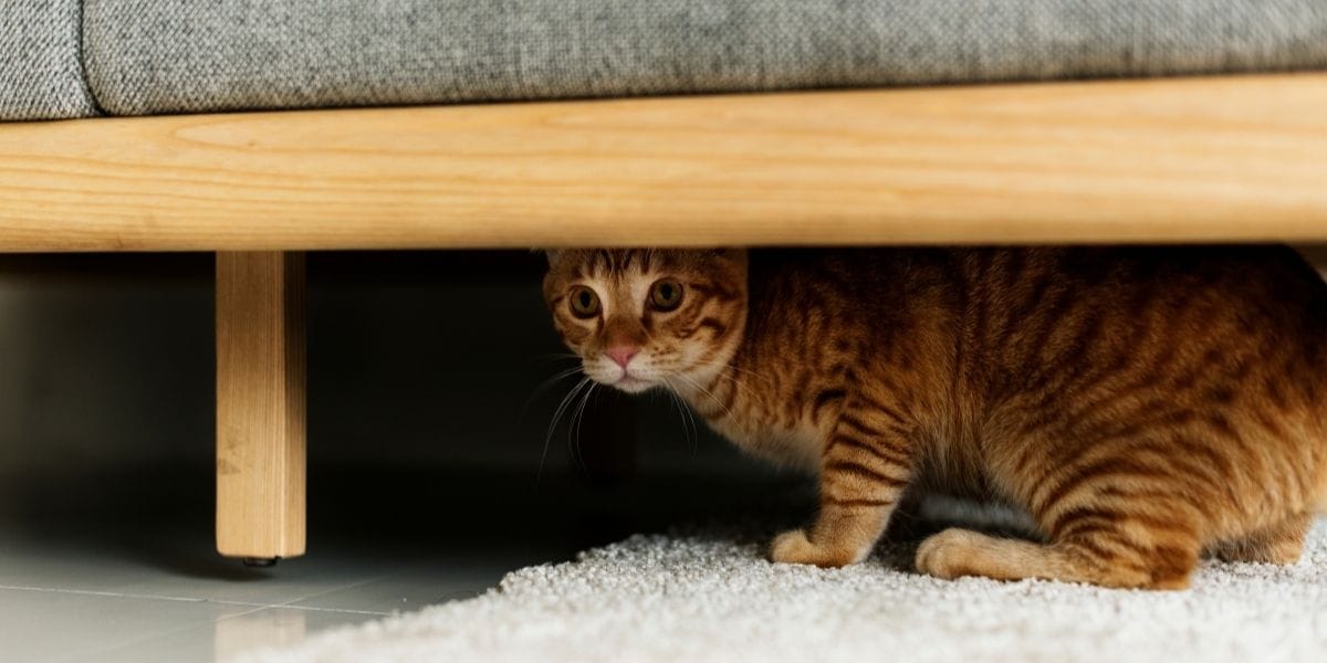 gato escondido abajo de la cama