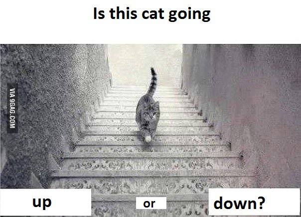 el gato sube o baja escaleras
