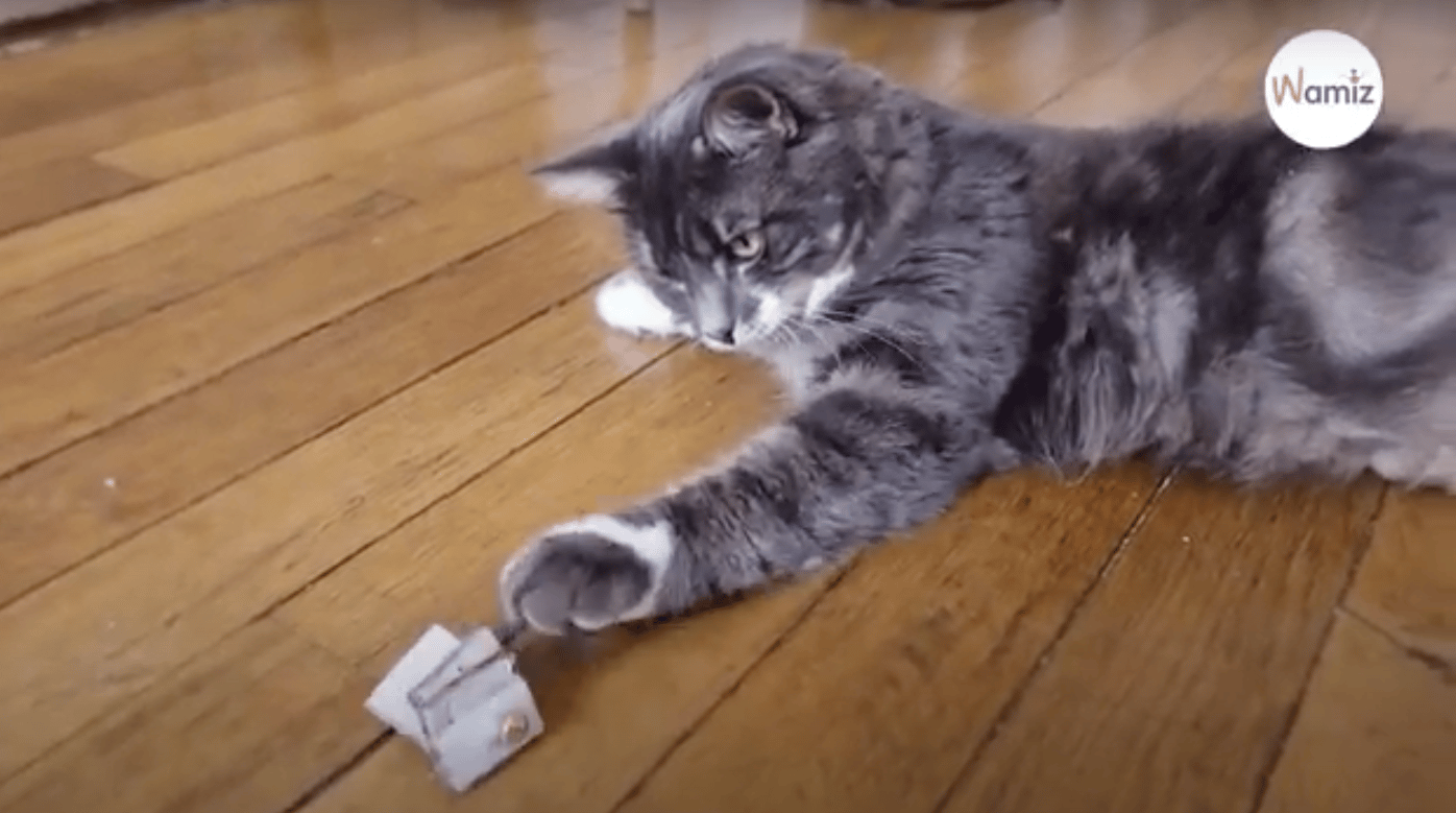 gato jugando con un juguete de carton