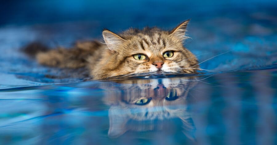 gato atigrado nadando alberca