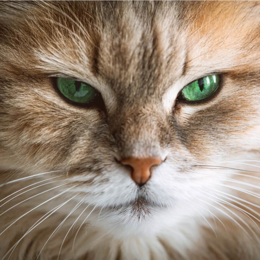 gato naranja con ojos verdes