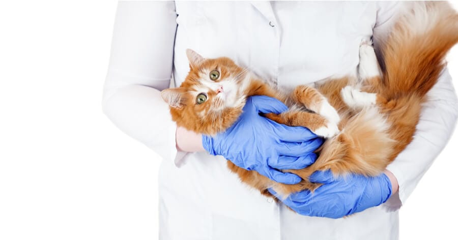 veterinario carga gato entre los brazos
