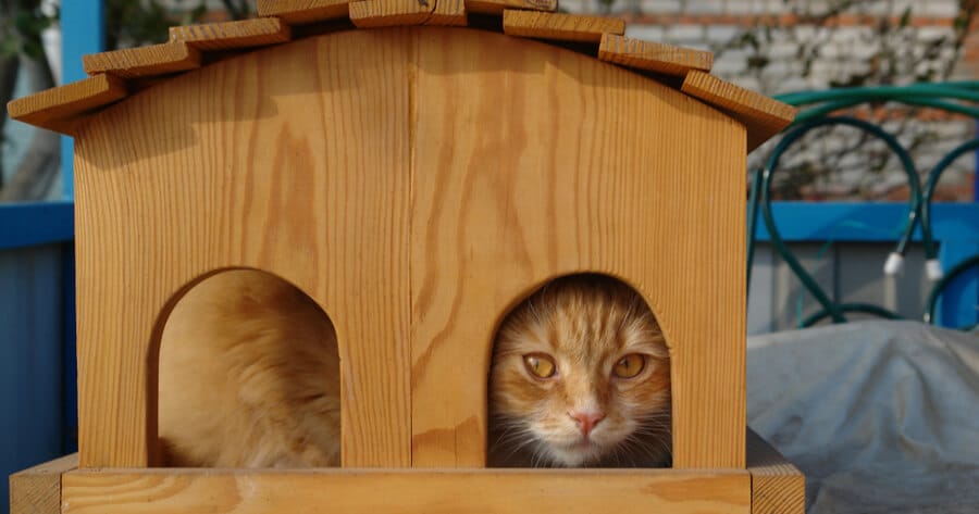 gato escondido en su refugio