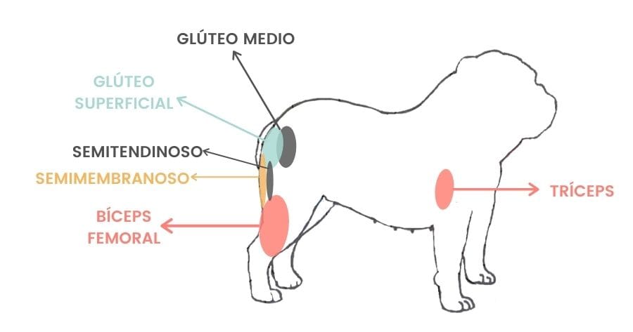 diagrama donde inyectar perro