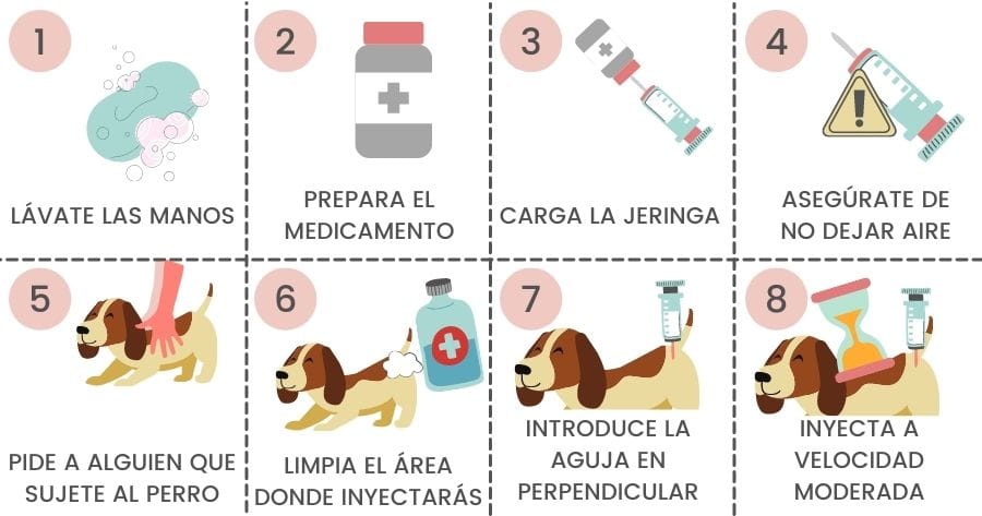 infografia como inyectar perro pasos