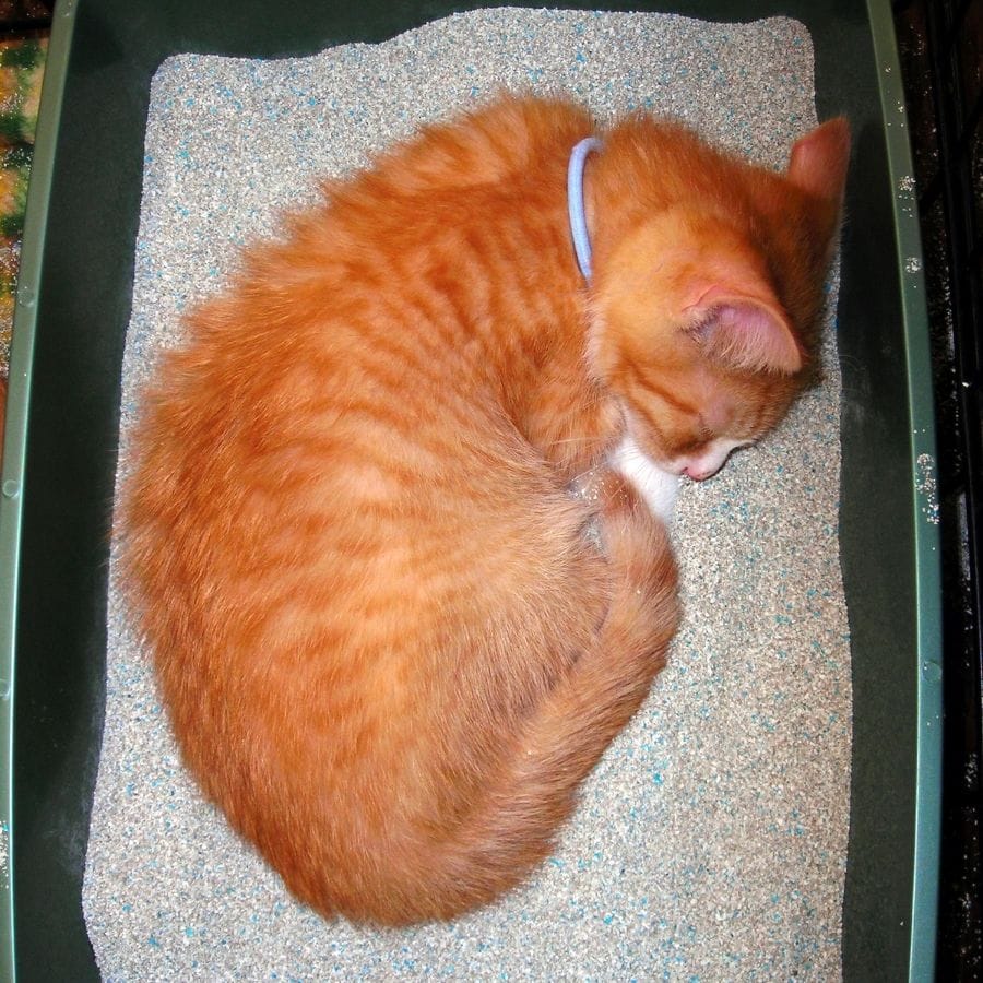 gatito durmiendo en el arenero