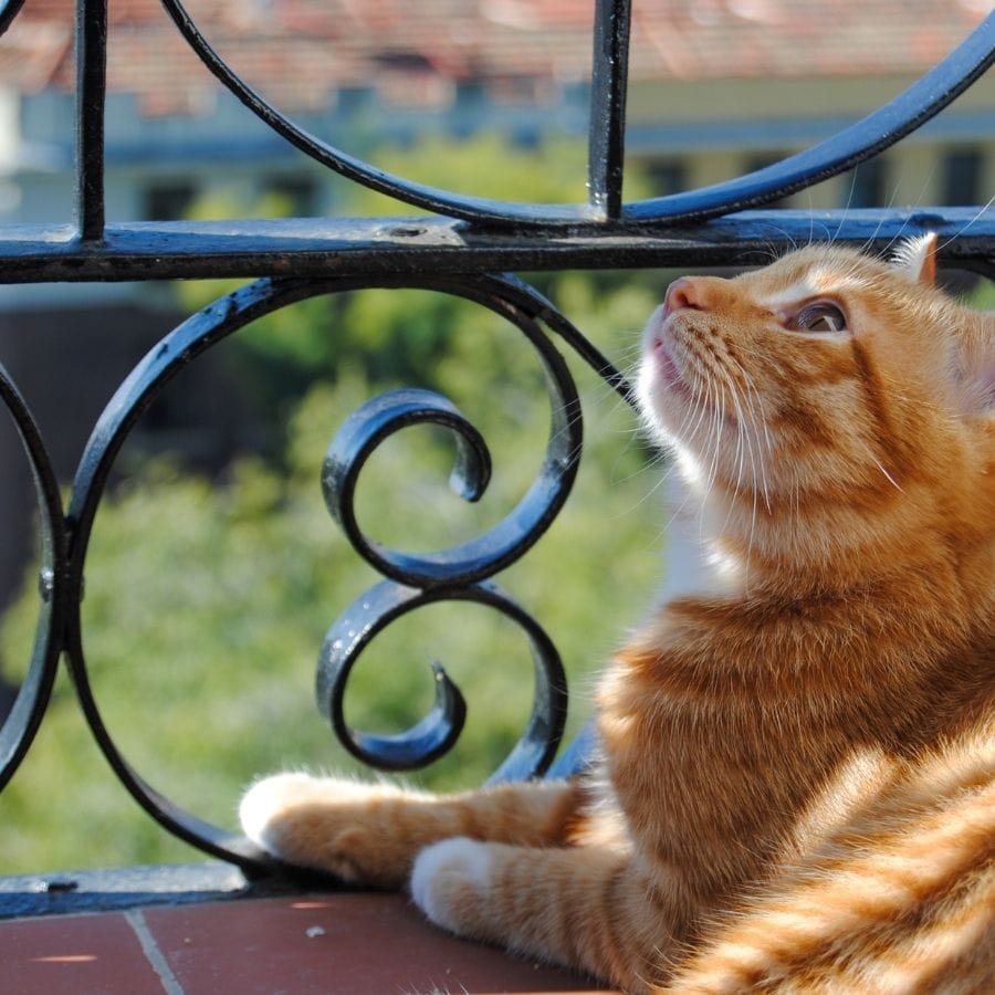 gato balcon