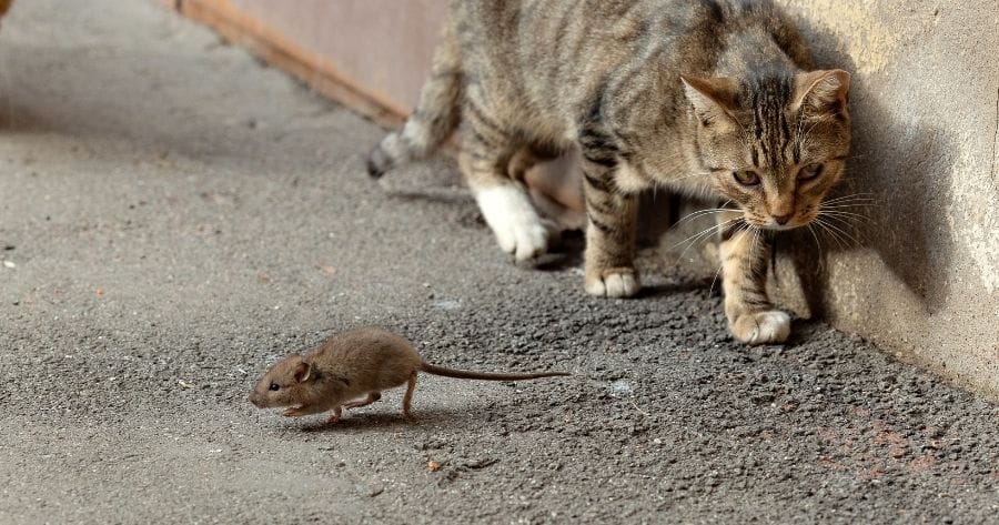 gato juega con raton