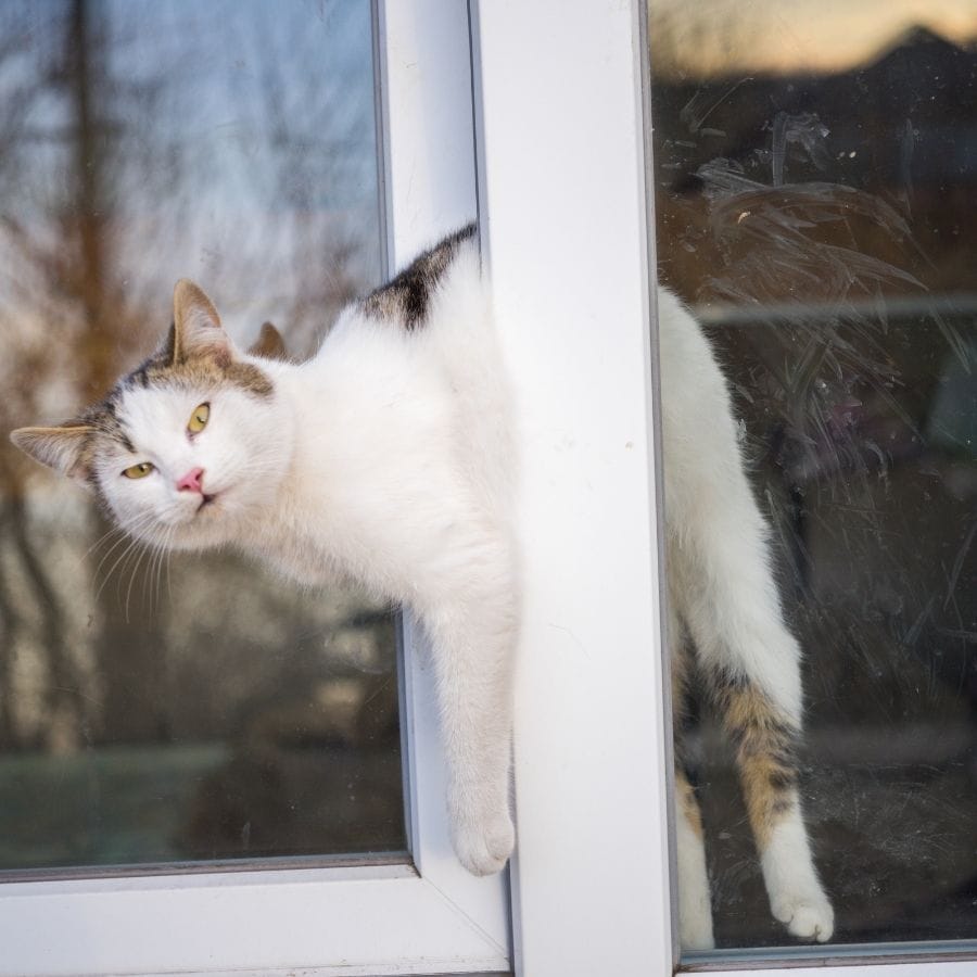 gato atrapado ventana