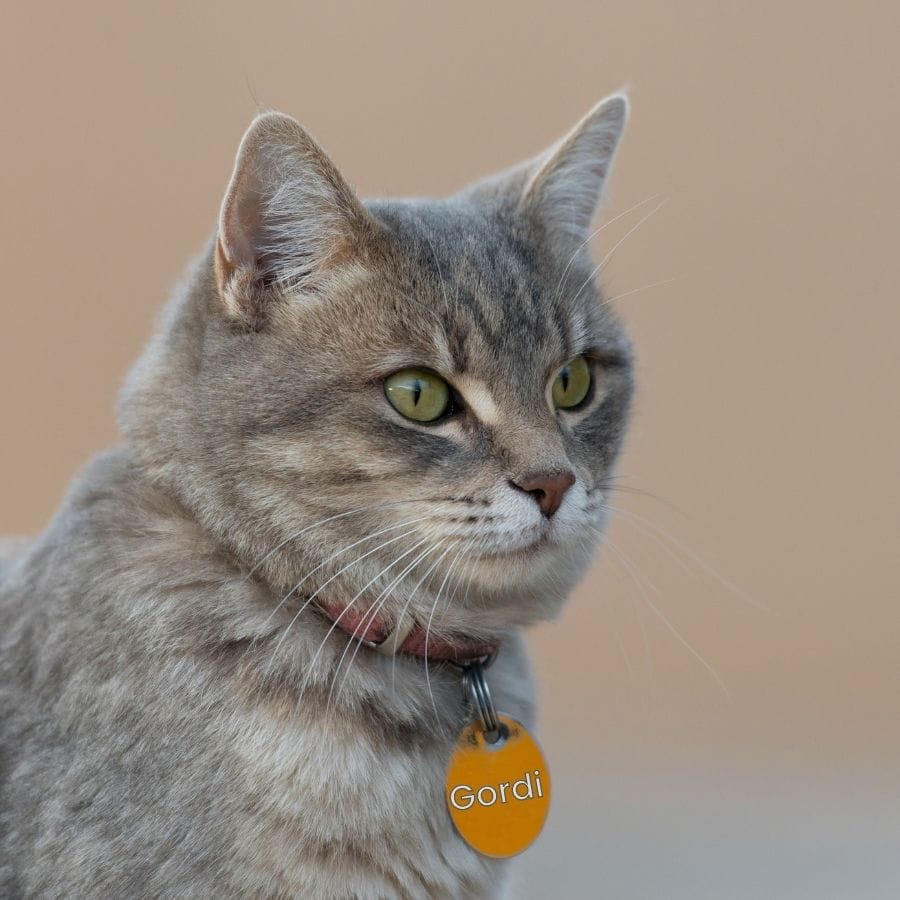 gato gris con placa amarilla nombre unisex