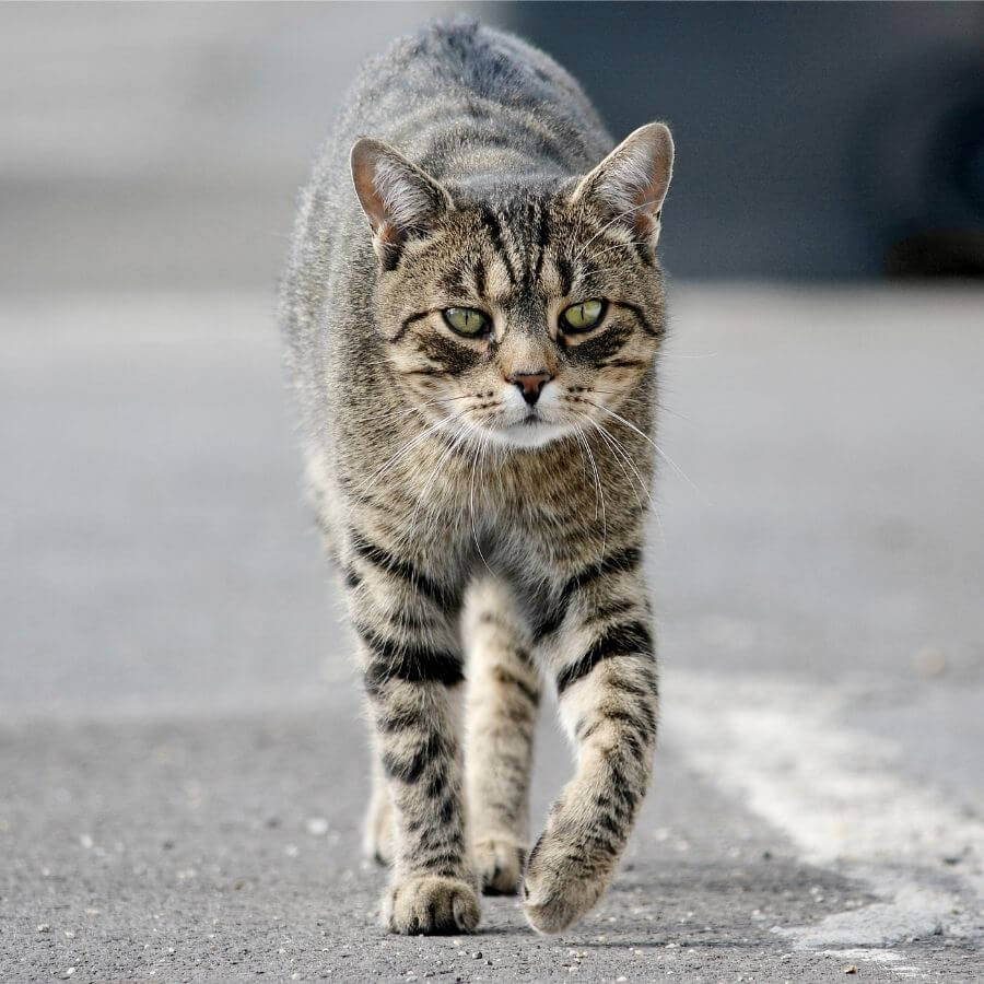 gato en la calle pavimentada
