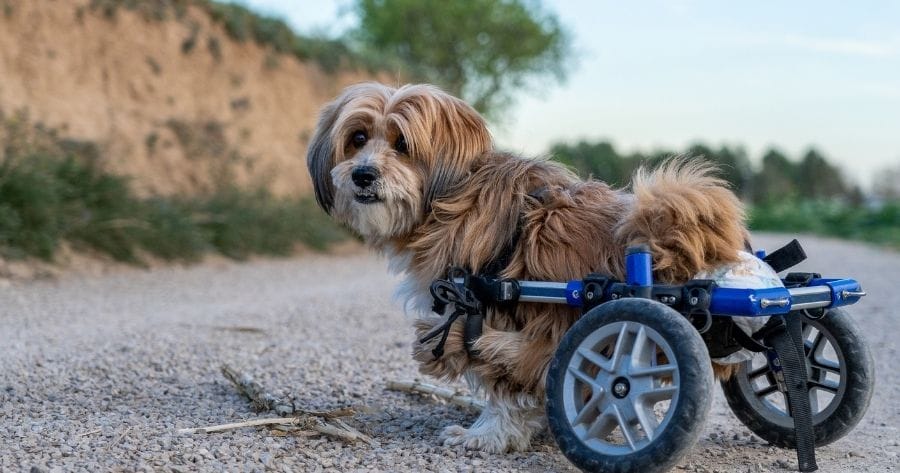 artrosis perro silla de ruedas
